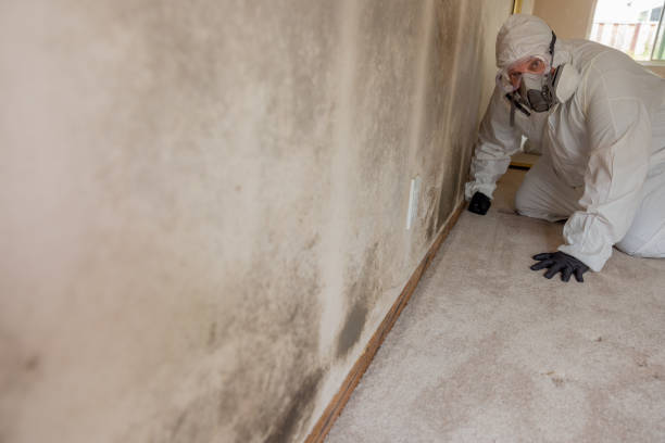 Best Environmental Consulting for Mold Prevention  in Springville, VA